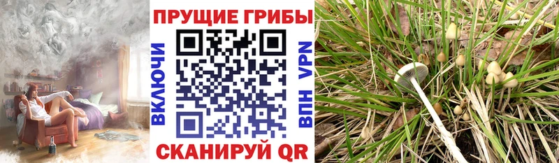 Псилоцибиновые грибы Psilocybe  Купить где  Алексин 